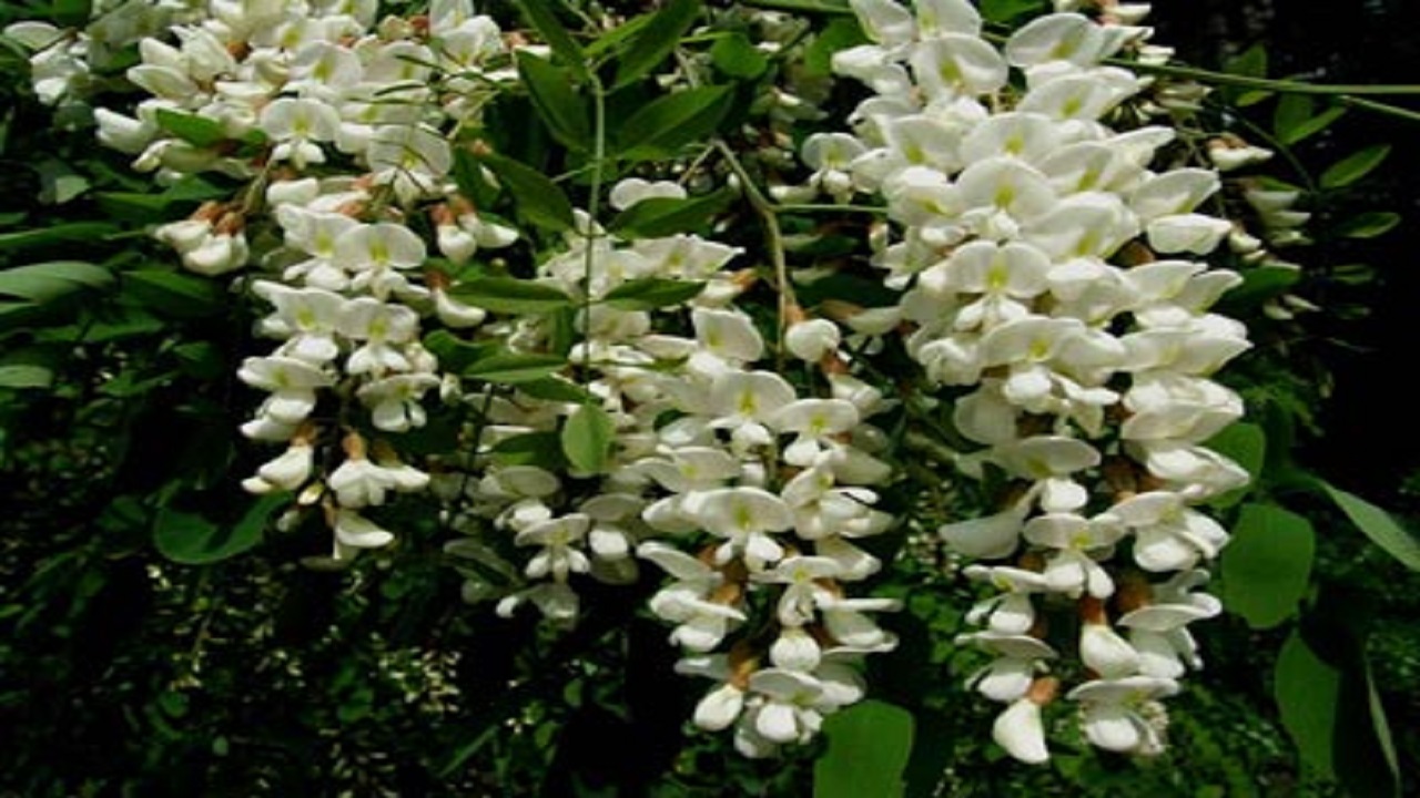 خاصیت درمانی گیاه اقاقیا