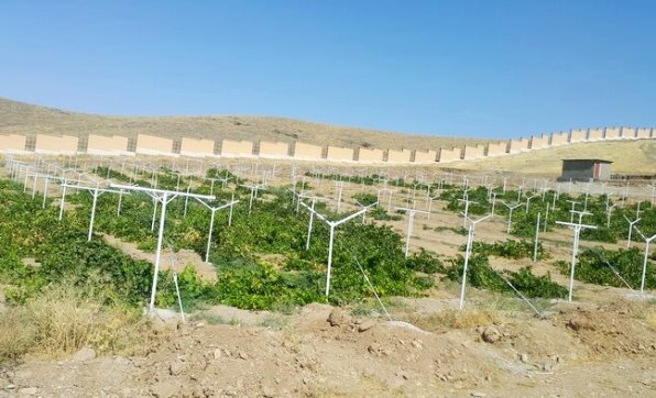 به ثمر نشستن توسعه انگور داربستی در اقلید