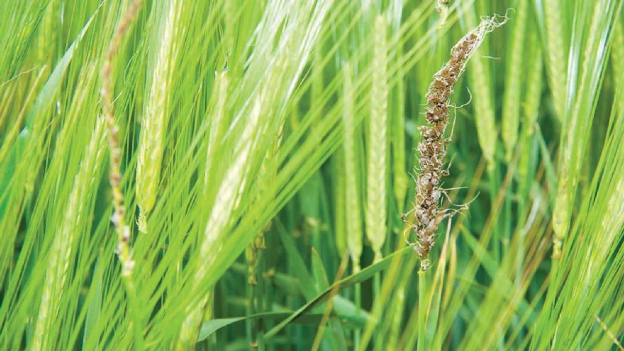 سیاهک یکی از مهمترین بیماری‌های گندم و جو