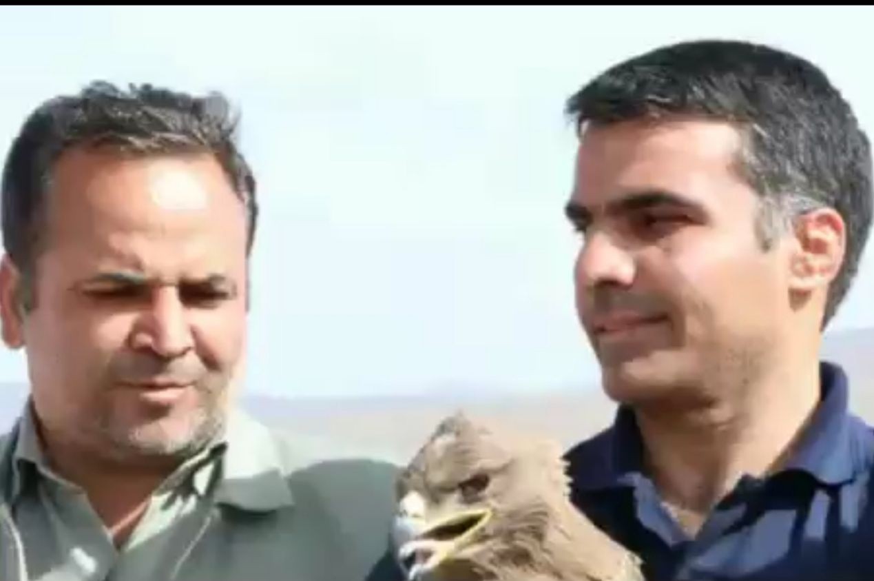 رهاسازی یک بهله عقاب صحرایی در سیرجان