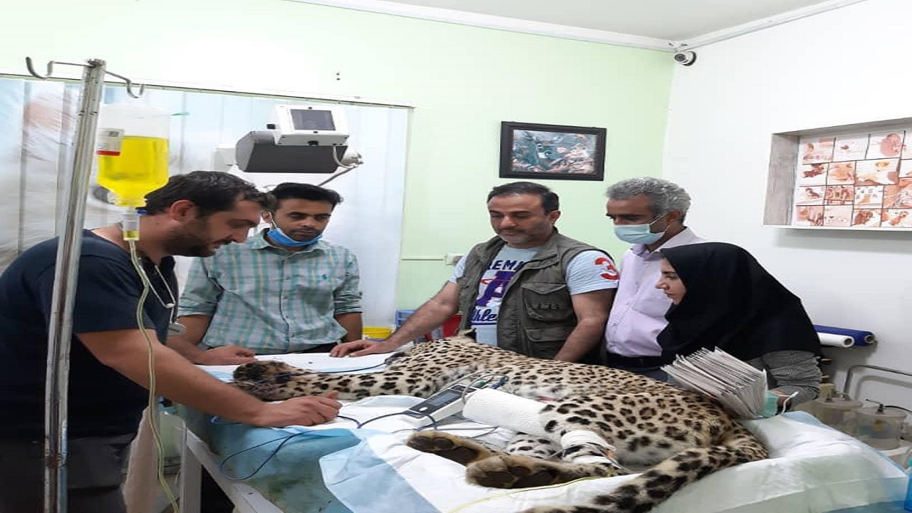 دست چپ ماده پلنگ زخمی قطع شد