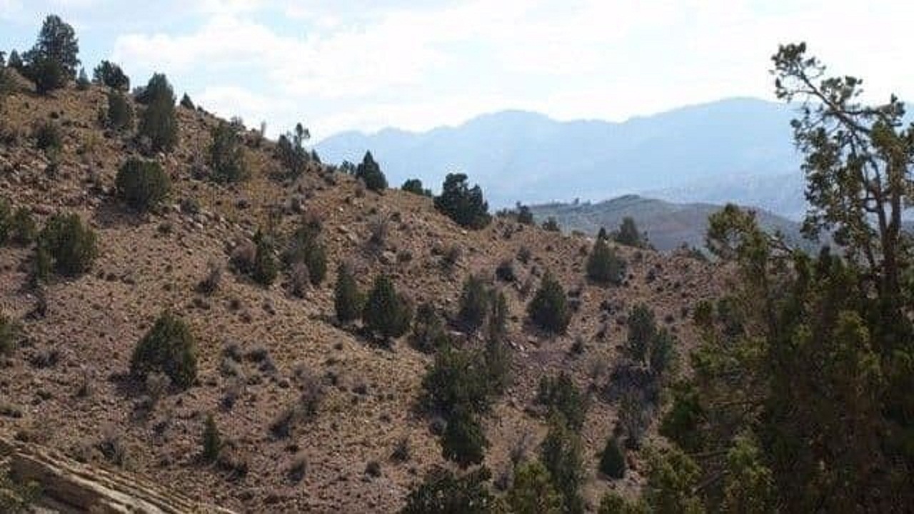 اولین ذخیره گاه های جنگلی بنه استان سمنان در شهرستان مهدیشهر