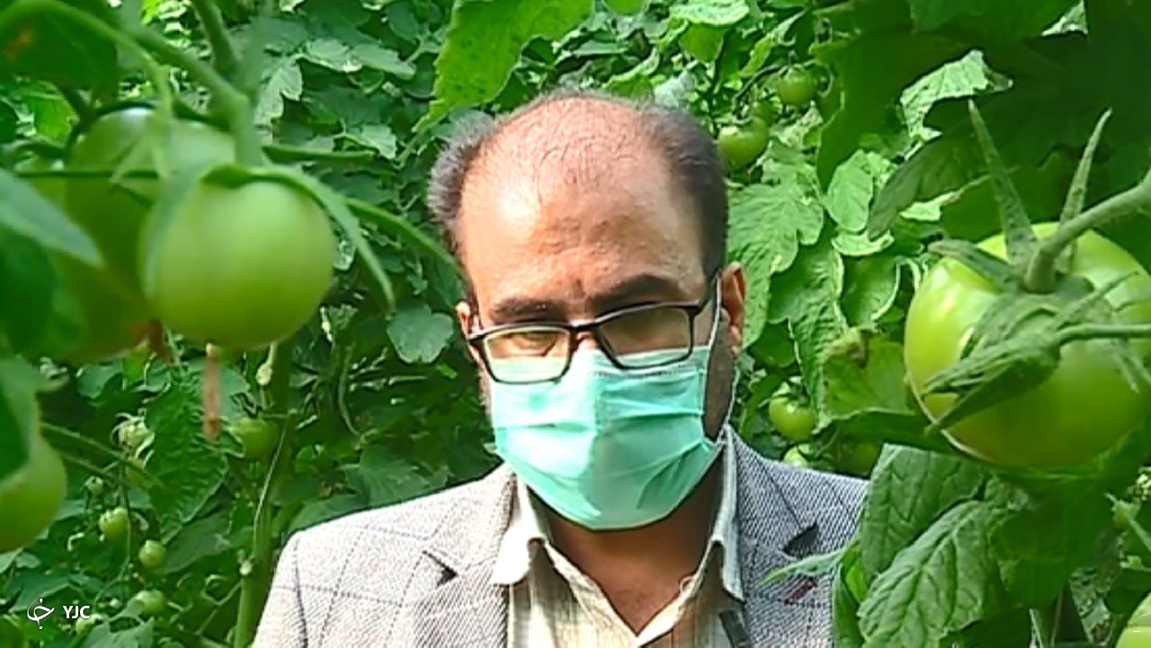 سبزی و صیفی استان مرکزی باب دندان خارجی&zwnj;ها