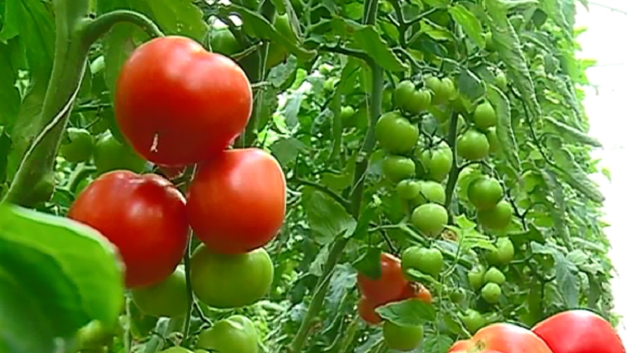 سبزی و صیفی استان مرکزی باب دندان خارجی&zwnj;ها