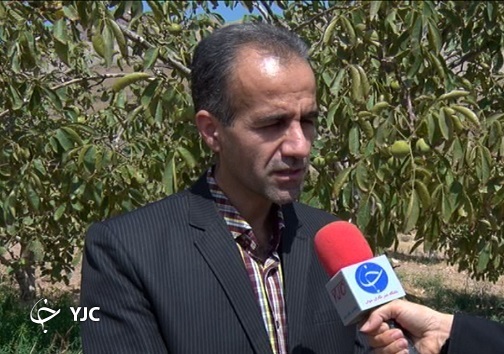 افزایش ۲ برابری سطح زیر کشت گلخانه‌ها در سمنان