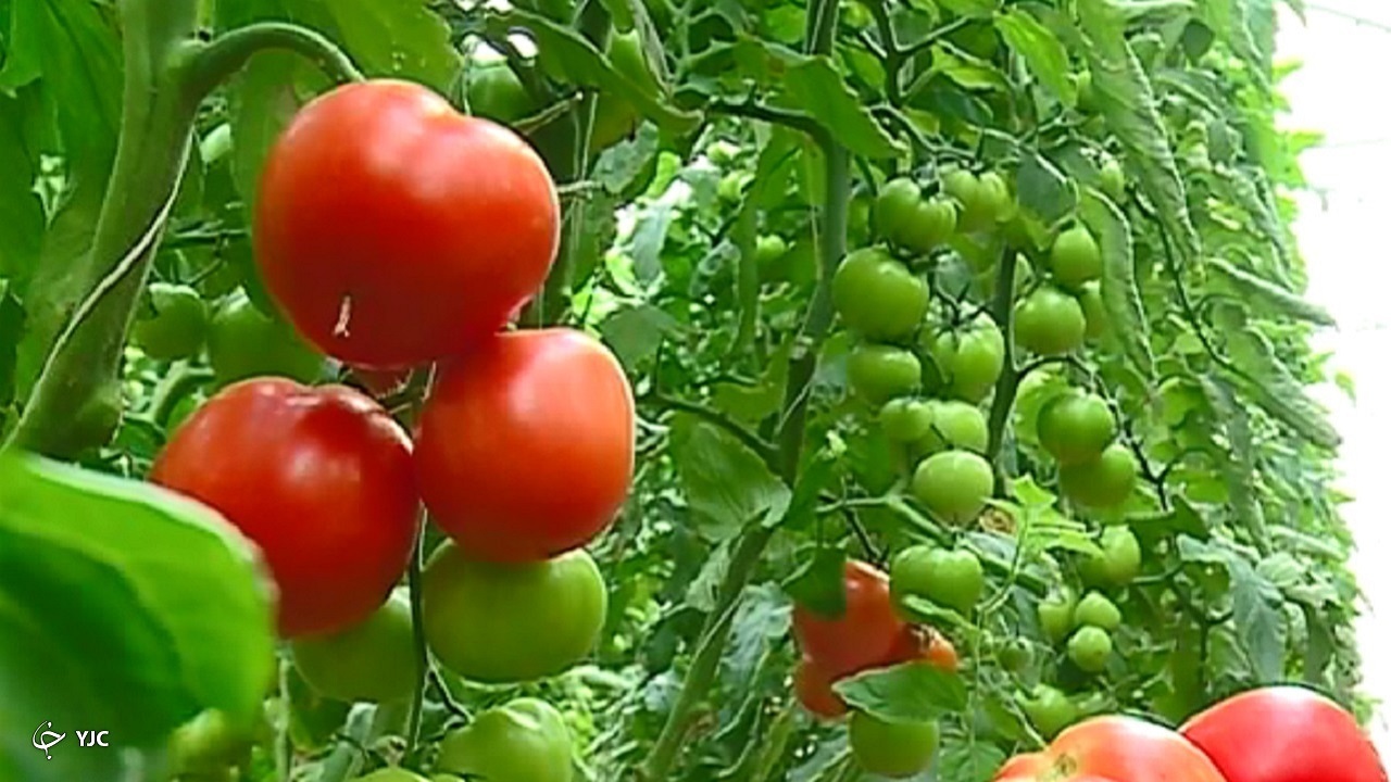 سبزی و صیفی استان مرکزی باب دندان خارجی‌ها