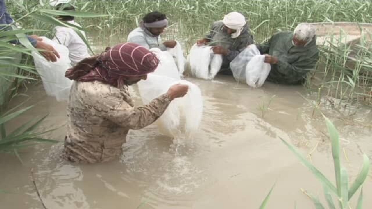 بیش از سه میلیون قطعه بچه ماهی در استخرهای سیستان ‌و بلوچستان رهاسازی شد