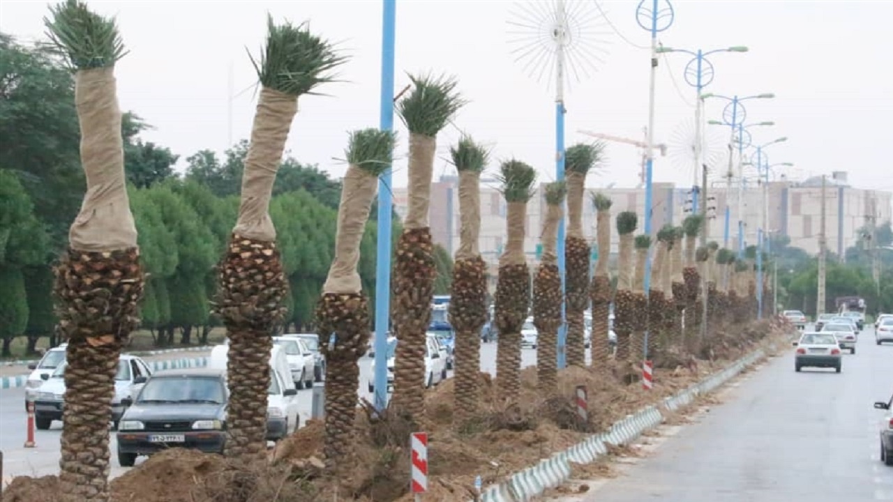 سمپاشی درختان نخل خیابان سلمان فارسی اهواز