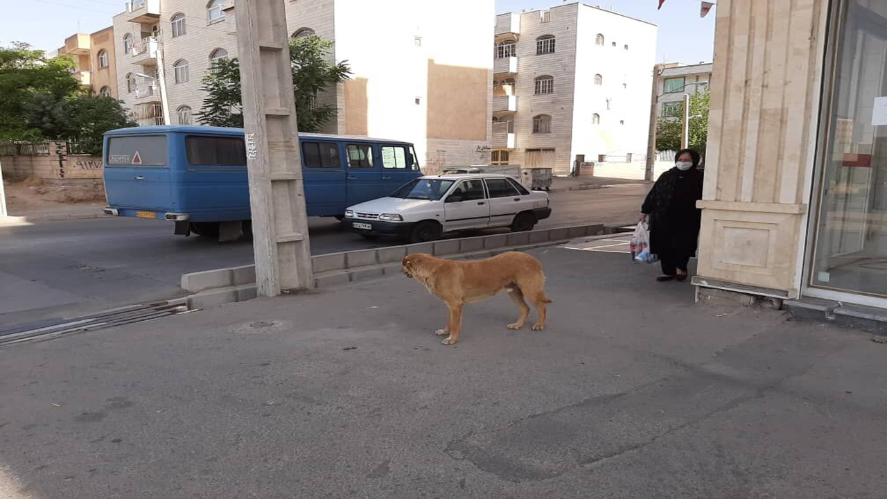 بیش از ۳۰۰ قلاده سگ در مهاباد زنده گیری و مایه کوبی شدند