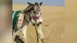 همخانه شدن گربه با مرغ و خروس + فیلم