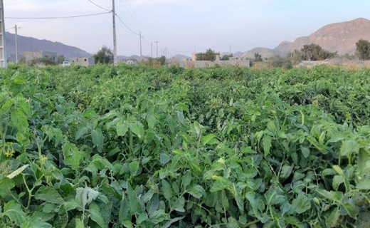 کشاورزی جنوب کرمان بین دو راهی آبیاری سنتی ونوین!