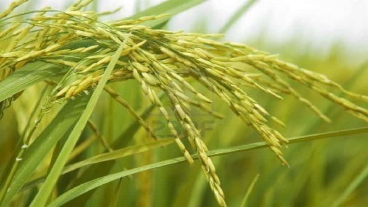 برنج هسته‌ای شهریار رونمایی شد