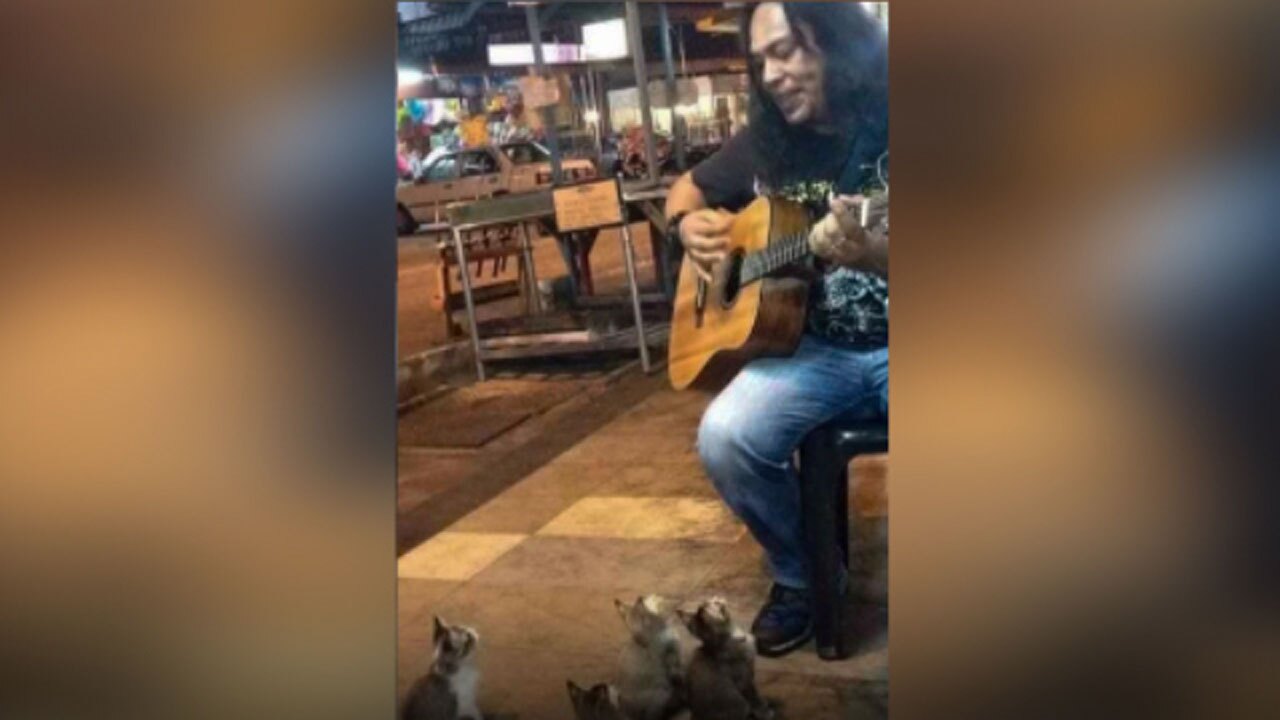 علاقه عجیب چند گربه به موسیقی + فیلم