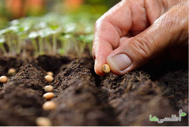 بذر سبزیجات از کجا بخریم؟