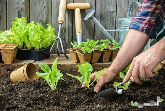 بذر سبزیجات از کجا بخریم؟