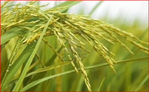 غیب شدن پول رهن دو شهردار بوشهر/ از دانش آموزان شین آباد چه خبر؟/ اصل دوری و دوستی را جدی بگیرید/ روایتی از مصباح انقلاب
