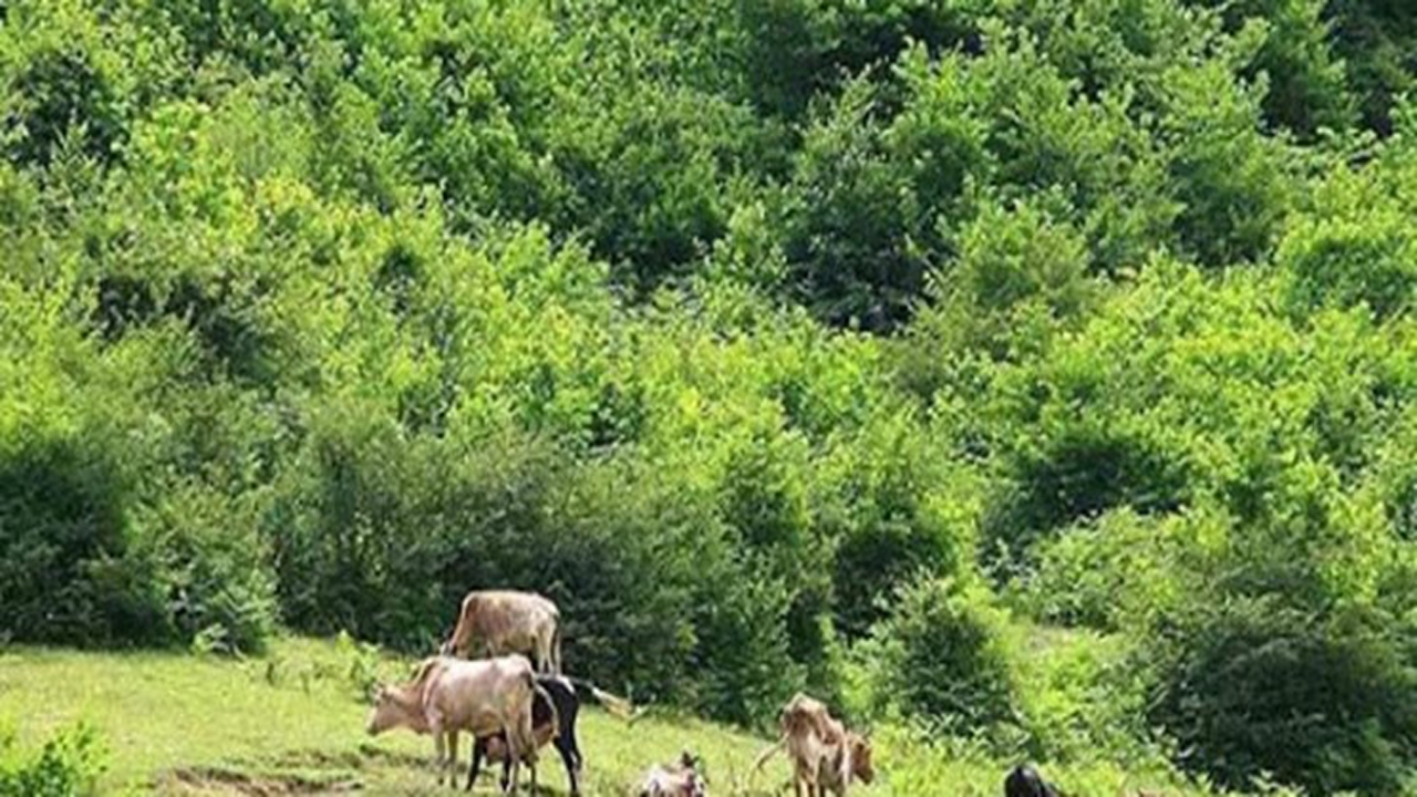 ناکارآمدی طرح خروج دام از جنگل‎های گلستان