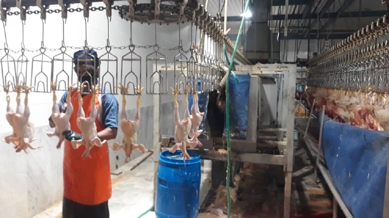 قیمت گوشت مرغ کشتار روز در بازار سیستان و بلوچستان متعادل شد