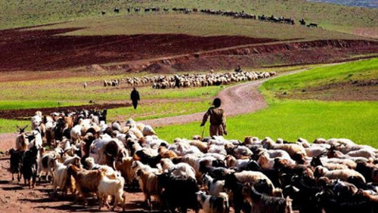 مدیریت چرا و کنترل دام در مراتع شاهرود