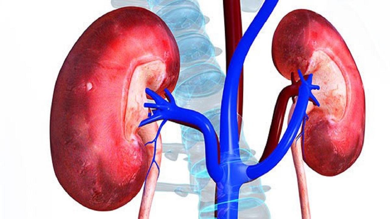 پنج راه ساده برای حفظ سلامت کلیه‌ها + اینفوگرافیک