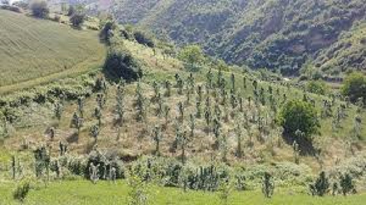 اتمام عملیات بیولوژیکی اصلاح و توسعه در سطح ۹۳۰ هکتار از مراتع استان سمنان
