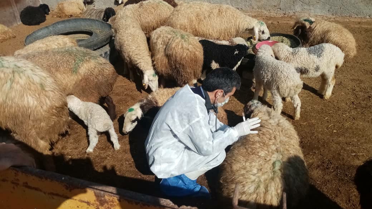 تلف شدن ۱۱۵ راس گوسفند در نی‌ریز و خسارت ۵۰۰ میلیون تومانی