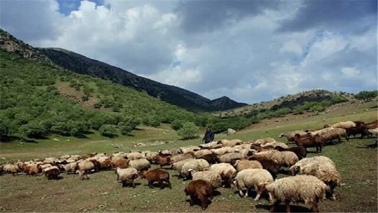 پلاک‌کوبی ۱۲۴ هزار راس دام عشایر در چهارمحال و بختیاری