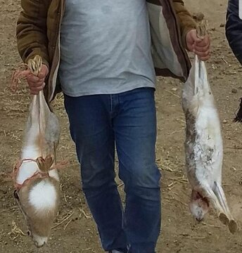 شکارچی خرگوش با فضای مجازی به دام افتاد