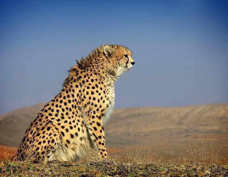 خراسان شمالی بکرترین پناهگاه حیات وحش/شکارچیان غیرمجاز لای جان حیات وحش خراسان شمالی