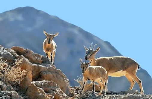 خراسان شمالی بکرترین پناهگاه حیات وحش/شکارچیان غیرمجاز لای جان حیات وحش خراسان شمالی