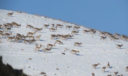 خراسان شمالی بکرترین پناهگاه حیات وحش/شکارچیان غیرمجاز لای جان حیات وحش خراسان شمالی