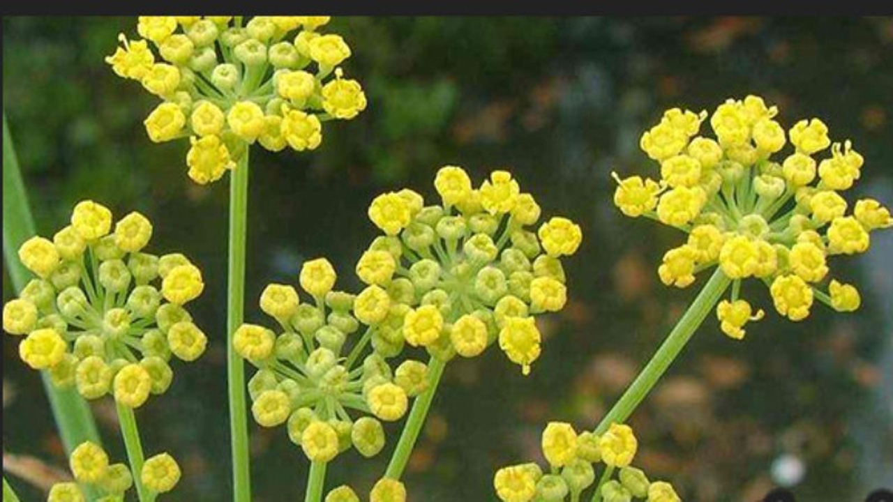 آغاز کاشت گیاه دارویی آنغوزه در سرچهان
