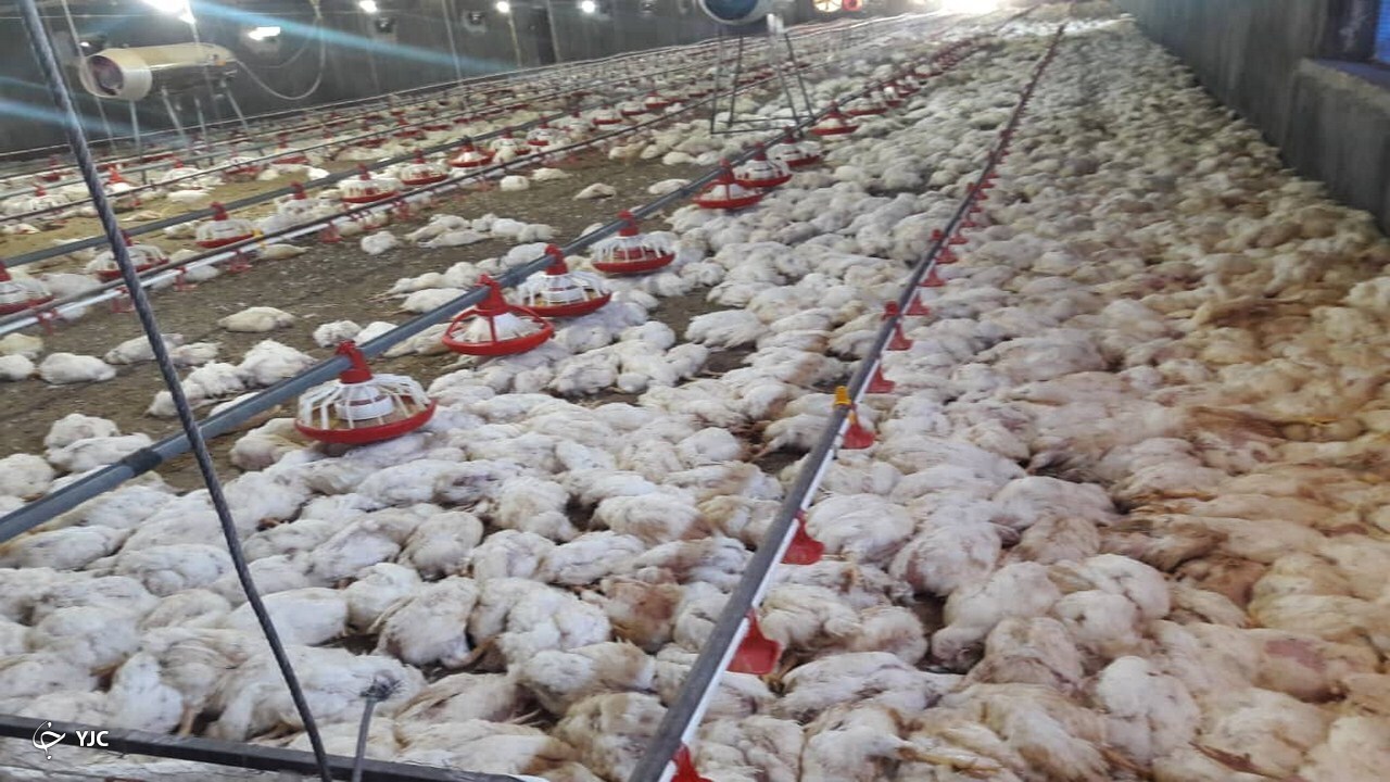 تلف شدن ۱۰ هزار قطعه مرغ در یکی از مرغ داری‌های تربت جام
