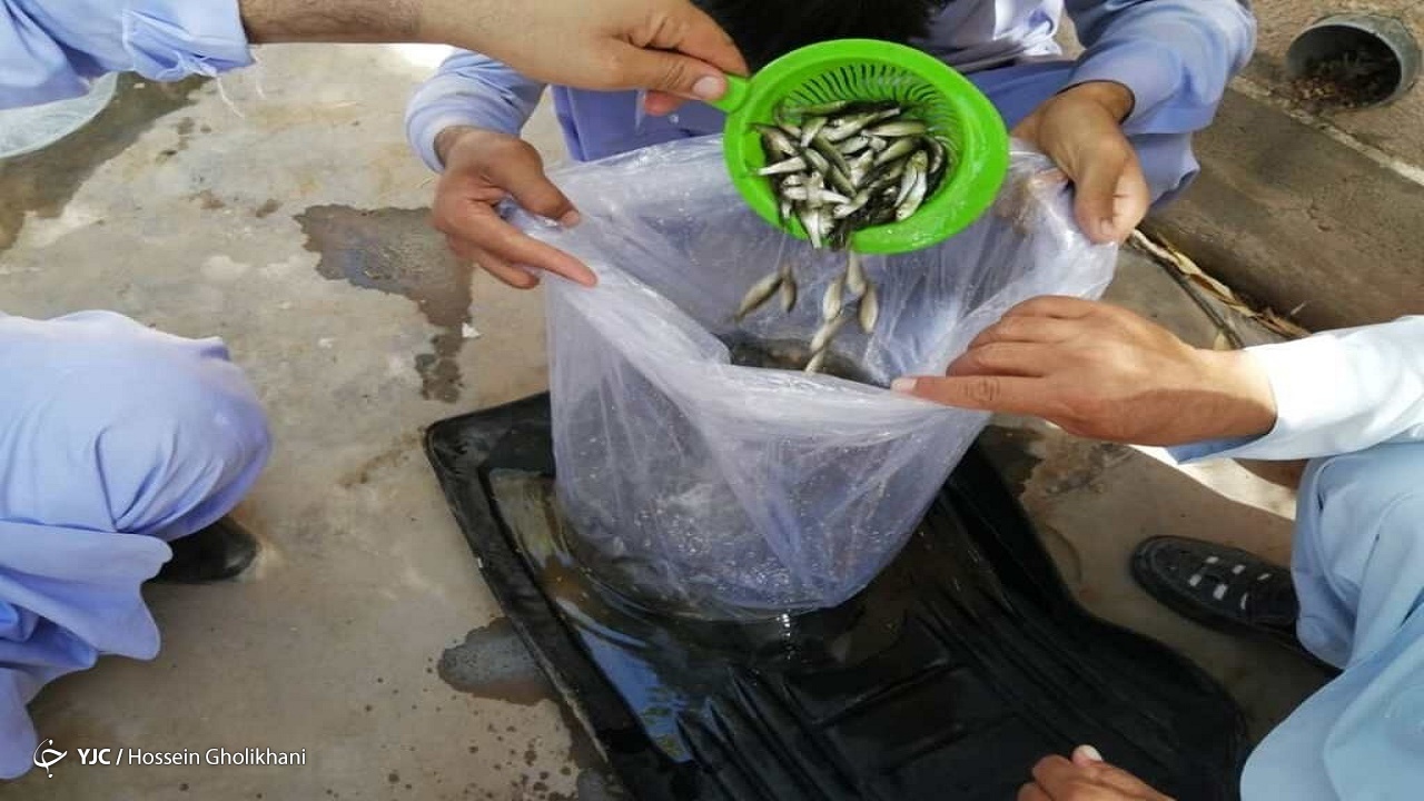 بخش خصوصی پروژه به وزن رسانی بچه ماهیان گرمابی در خاش اجرا کرد