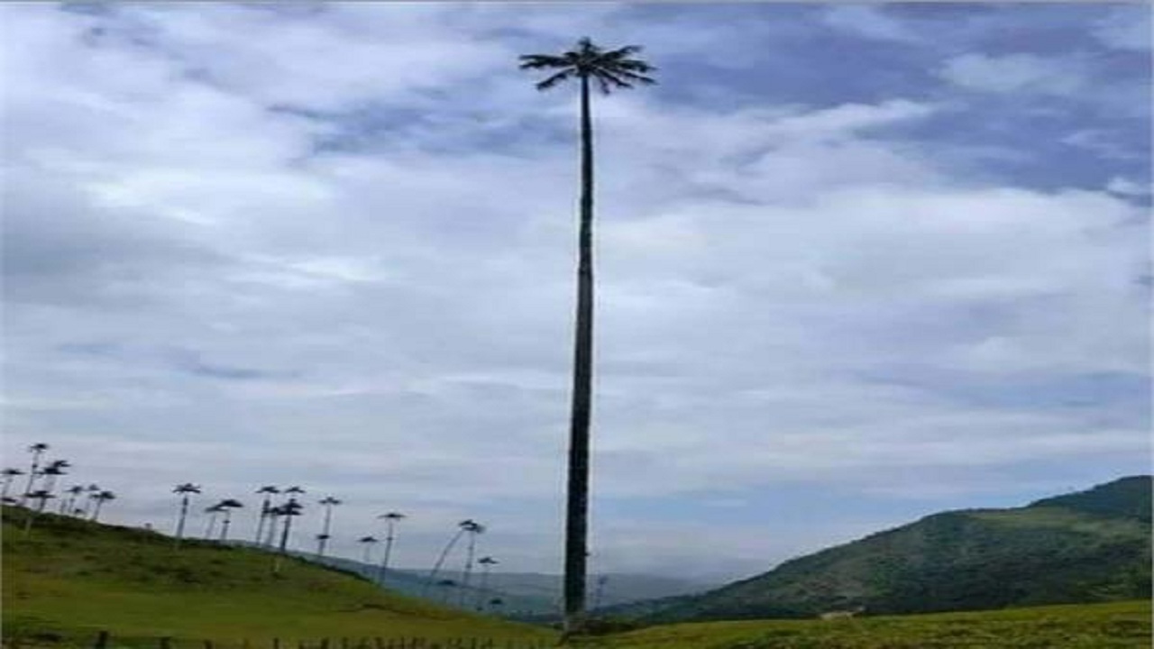 مرتفعترین درختهای نخل در کدام کشور است؟ + تصاویر
