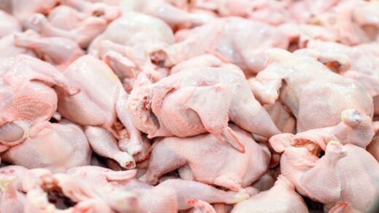 تولید گوشت مرغ آ مثبت در آذربایجان‌شرقی