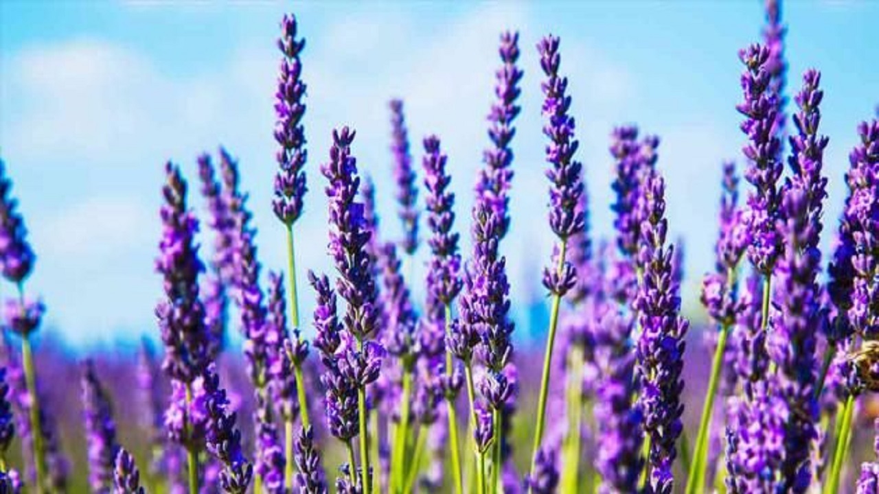 حسرت وجود صنایع بسته بندی در قطب تولید گیاهان دارویی