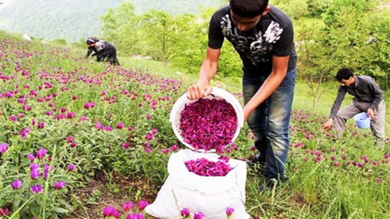 حسرت وجود صنایع بسته بندی در قطب تولید گیاهان دارویی