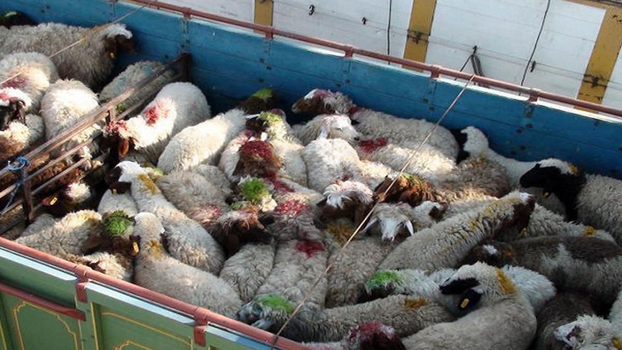 کشف بیش از ۱۲۰۰ راس دام قاچاق در ایلام