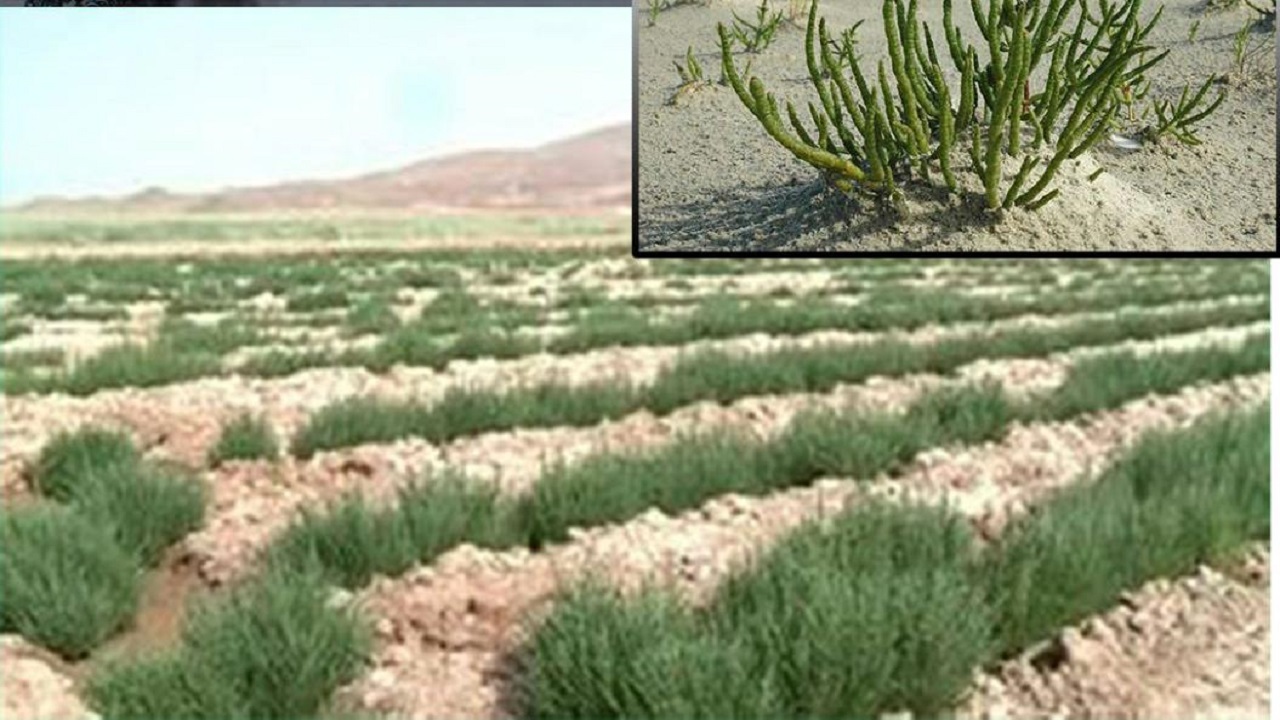 تصویب طرح تولید روغن خوراکی و جیره دام از طریق کشت سالیکورنیا در گناباد