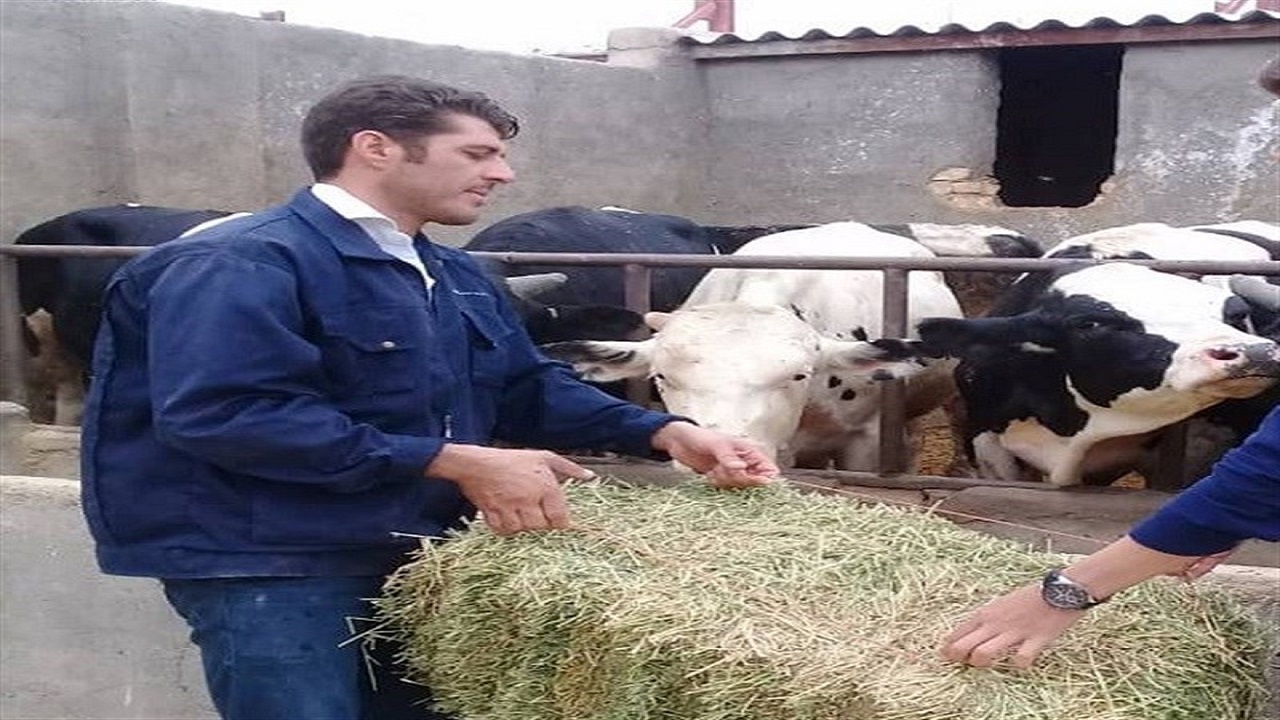 برگزاری کارگاه آموزشی علمی سازی پرورش دام سبک و سنگین در چناران
