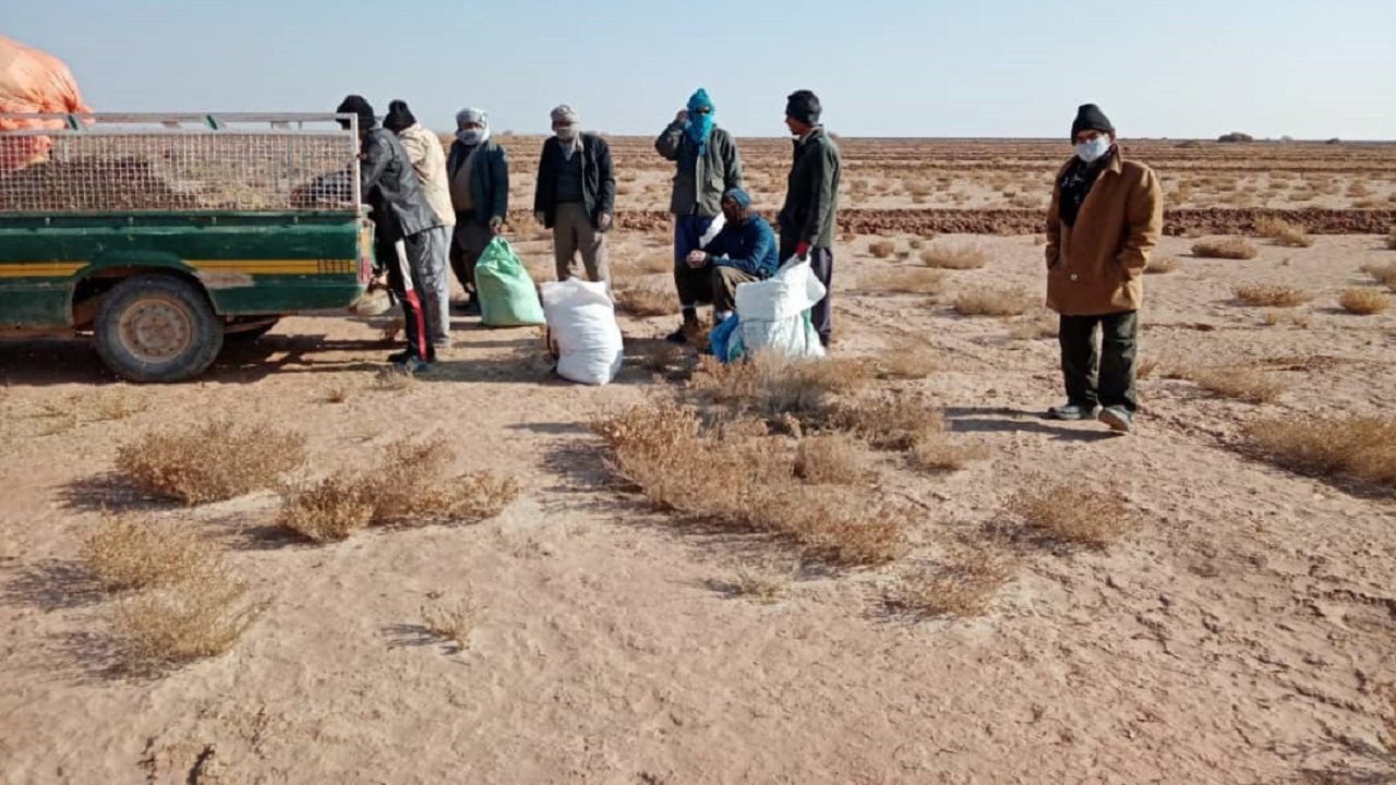 کاشت نهال در کانون‌ بحرانی فرسایش بادی گناباد