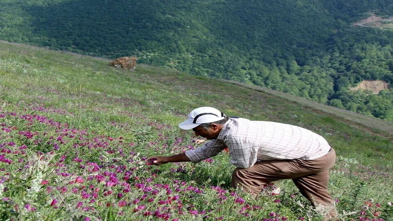 ۶۰۰ هکتار از اراضی کاشان به کشت گیاهان دارویی اختصاص دارد