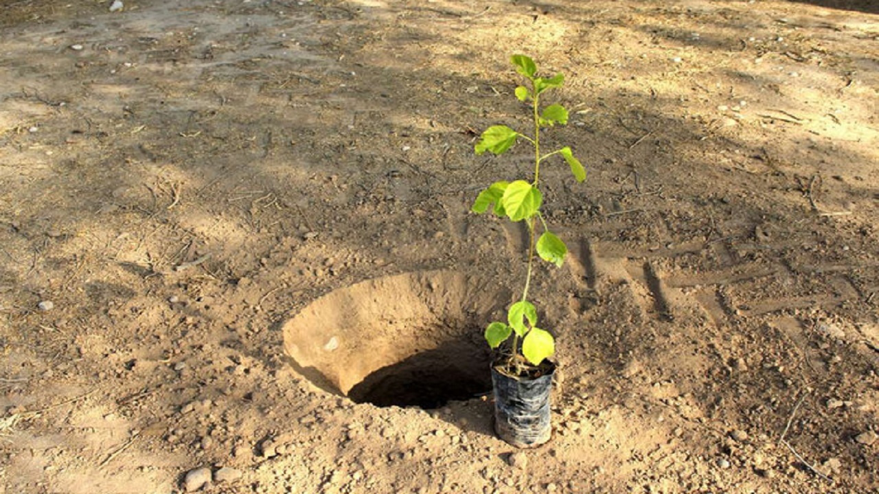 کاشت نهال توسط شهردار تهران به یاد جانباختگان هواپیمای اوکراینی