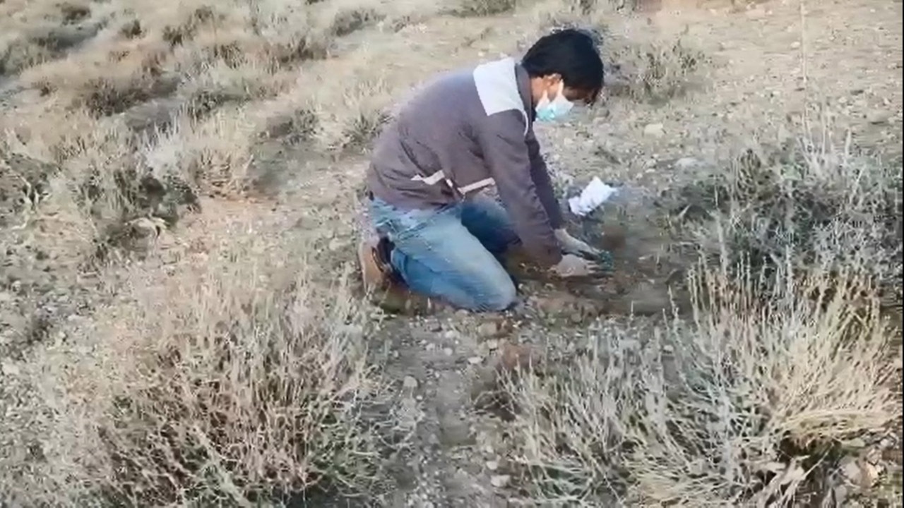 کشت نشاء آنغوزه تلخ در مراتع راور