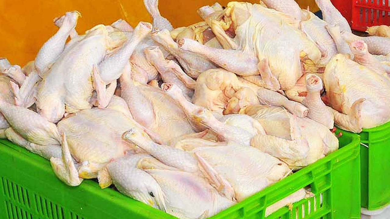 کشتارگاه صنعتی طیور طبس حلقه ی اتصال به زنجیره ی تولید