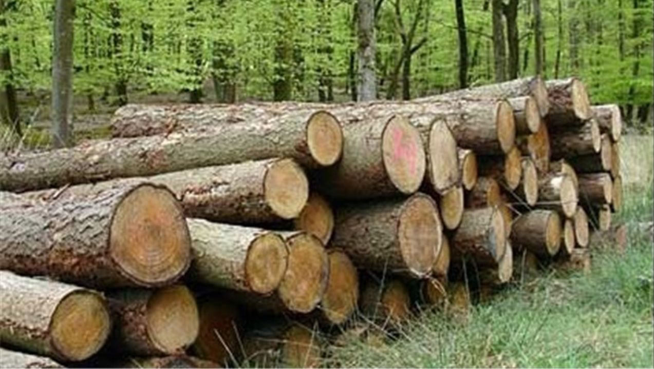 چوب هایی که آتش صاحبان صوری خود شدند