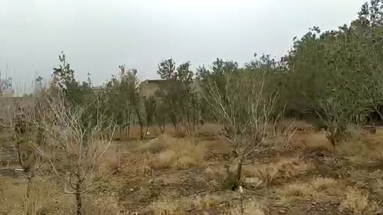 درختان زیتون اردستان در محاصره مثلثی مرگبار/۳ عاملی که طلای سبز اصفهان را تهدید می‌کند + فیلم