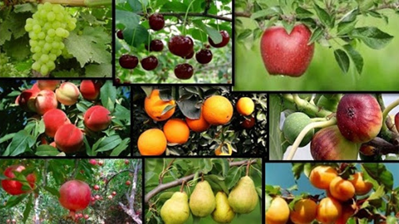 فارس؛ ظرفیتی بالقوه در تولید محصولات باغی دیم
