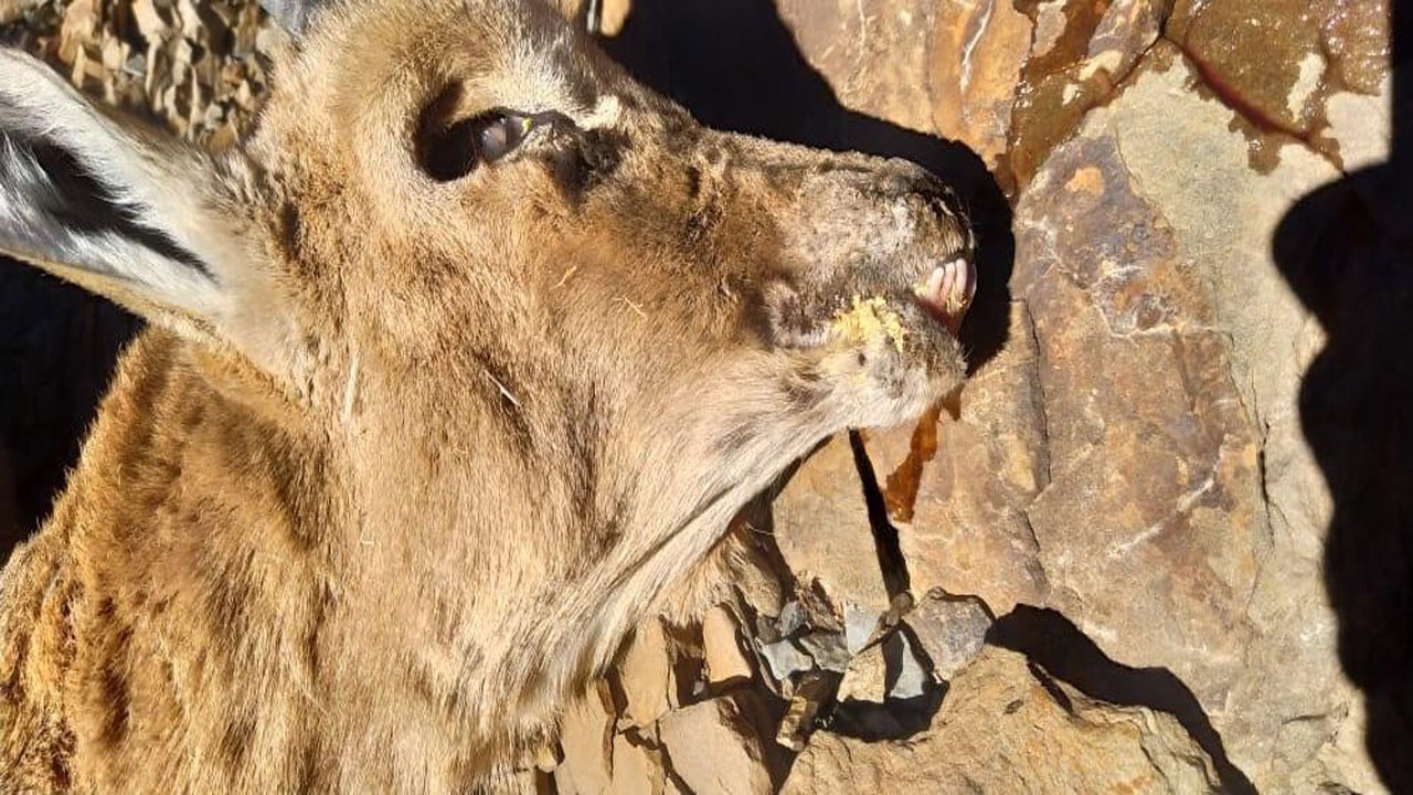طاعون